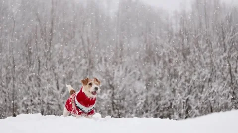 Dog playing in park. Wirehaired Jack Russell Terrier Stock Footage 295794166