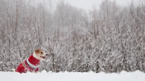 Dog playing in park. Wirehaired Jack Russell Terrier Stock Footage 295794340