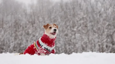 Dog playing in park. Wirehaired Jack Russell Terrier Stock Footage 295794389