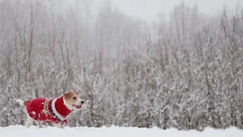 Dog playing in park. Wirehaired Jack Russell Terrier Stock Footage 295794454