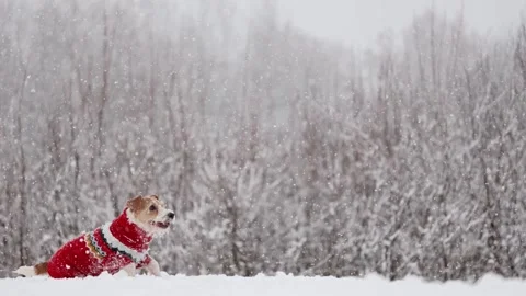 Dog playing in park. Wirehaired Jack Russell Terrier Stock Footage 295794531