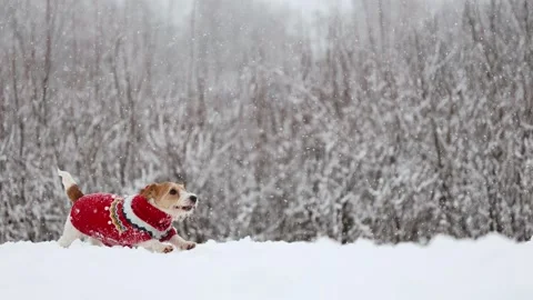 Dog playing in park. Wirehaired Jack Russell Terrier Stock Footage 295794599