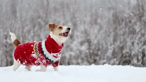 Dog playing in park. Wirehaired Jack Russell Terrier Stock Footage 295794690
