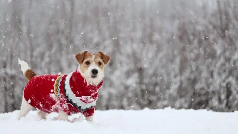 Dog playing in park. Wirehaired Jack Russell Terrier Stock Footage 295794750