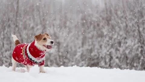 Dog playing in park. Wirehaired Jack Russell Terrier Stock Footage 295794768