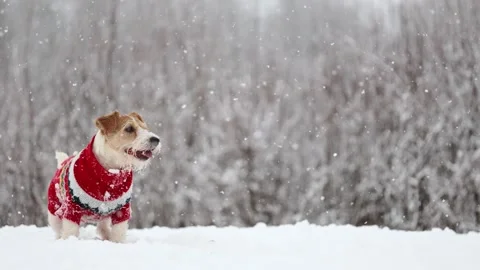 Dog playing in park. Wirehaired Jack Russell Terrier Stock Footage 295794825