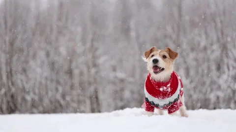 Dog playing in park. Wirehaired Jack Russell Terrier Stock Footage 295794908