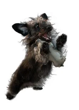 Dog playing Stock Photos