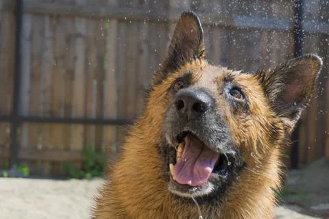 The dog is playing Stock Photos