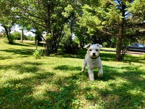 Dog Playing Stock Photos