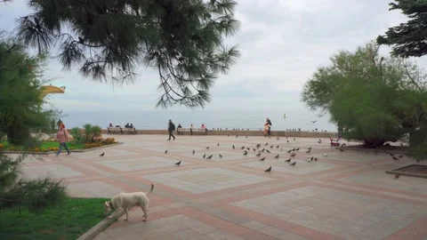 Dog playing with pigeons in the park Stock Footage 143804662