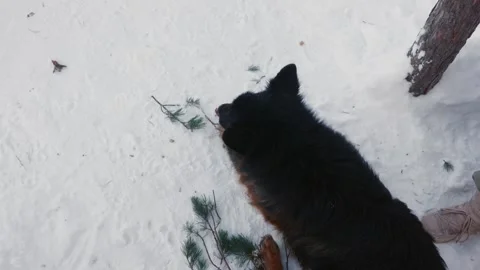 Dog playing with pine branch in snow 스톡 동영상 332449835