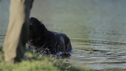 Dog playing in a pond Stock Footage 85383795