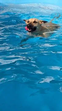 Dog playing in the pool Stock Photos