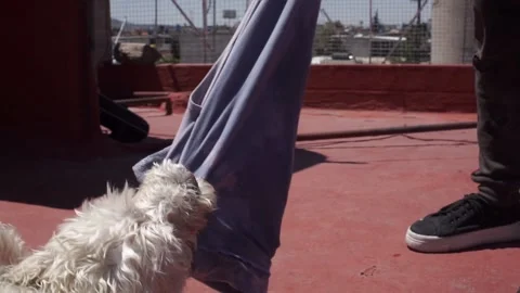 Dog playing pulling a rag Stock Footage 136615660