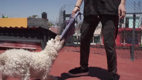 A dog playing pulling a rag Stock Footage 136615688