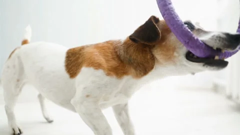 Dog playing pulling the toy. Video footage. Light sunny room Vídeo Stock 91777170
