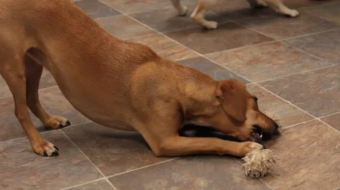 Dog playing with rope Stock Footage 47003928
