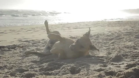 Dog playing in the sand on the beach during sunset Stock Footage 233382409