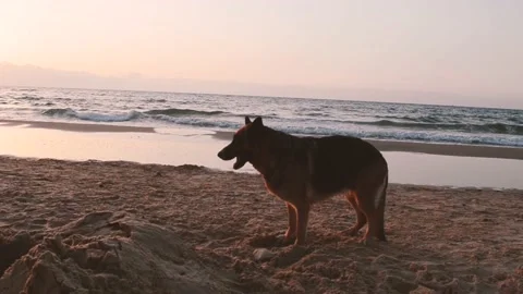 Dog playing with the sand 스톡 동영상 137593465