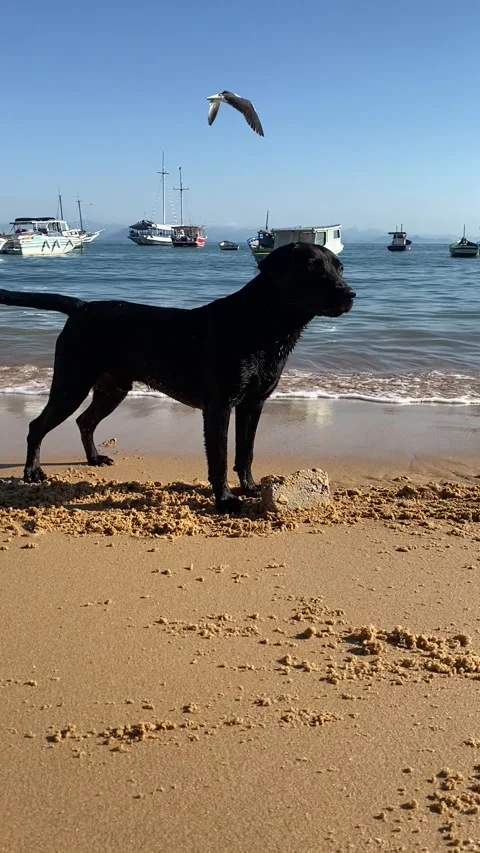 Dog playing with the sand Stock Footage 302322306