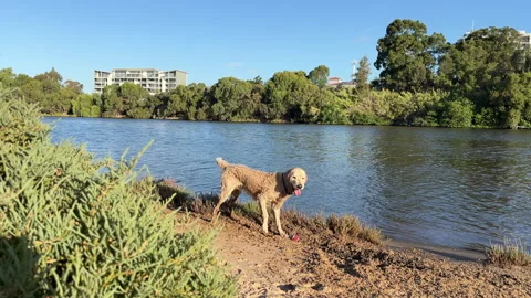 Dog playing in the sand next to the river Stock Footage 304892682