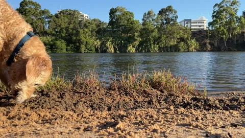 Dog playing in the sand next to the river Video stock 304892828