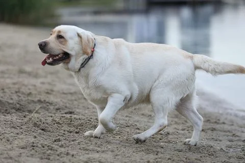 Dog playing in the sand Stock Photos