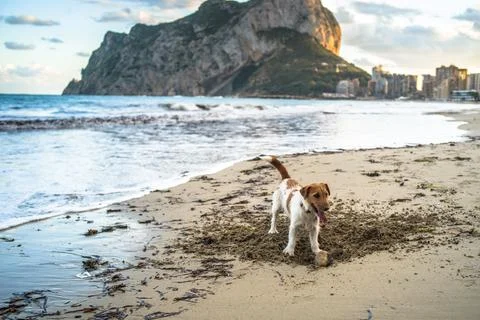 The dog is playing on the sandy beach. Empty beach, sunset, horizontal Stock Photos