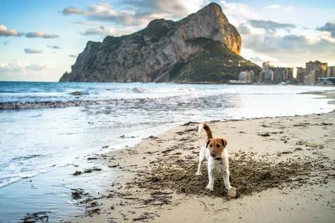 The dog is playing on the sandy beach. Empty beach, sunset, horizontal Stock Photos