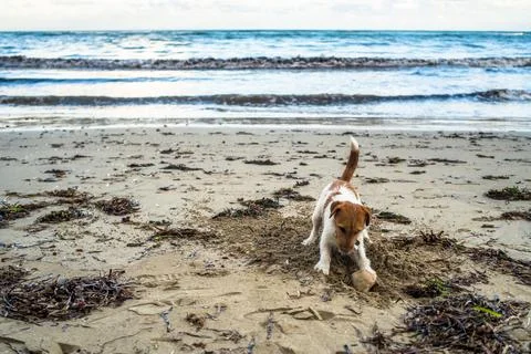 The dog is playing on the sandy beach. Empty beach, sunset, horizontal Stock Photos