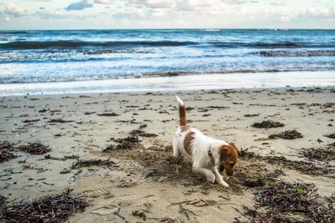 The dog is playing on the sandy beach. Empty beach, sunset, horizontal Stock Photos