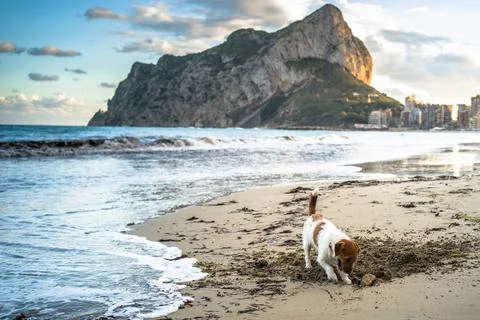The dog is playing on the sandy beach. Empty beach, sunset, horizontal Stock Photos