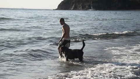 Dog playing in the sea Stock Footage 88735055