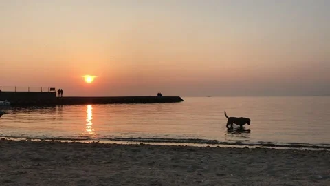 Dog playing in the sea Stock Footage 144341611