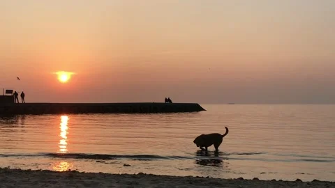 Dog playing in the sea Video stock 144343347