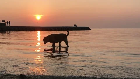 Dog playing in the sea at sunset Stock Footage 144339405