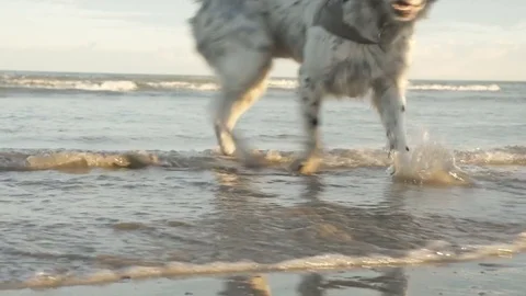 A dog playing on the seashore Video stock 73287784