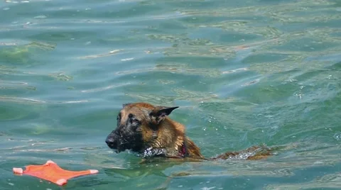 Dog playing in the sea.Slow motion. Stock Footage 65822226