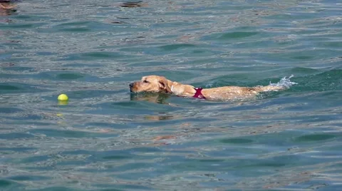 Dog playing in the sea.Slow motion. Stock Footage 65822246
