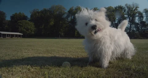 Dog playing in slow motion, chases ball, skakes head Stock Footage 134505077