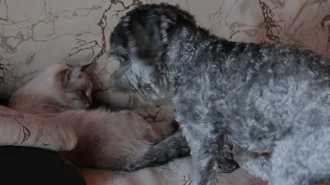 Dog playing with small kitten Stock-Footage 167330110