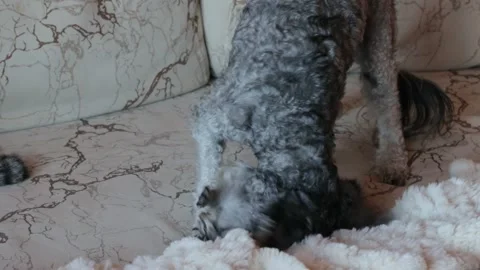 Dog playing with small kitten Stock Footage 167330119