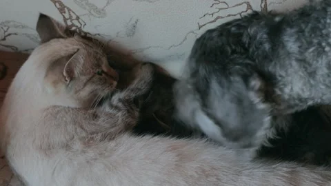 Dog playing with small kitten Video stock 167330125