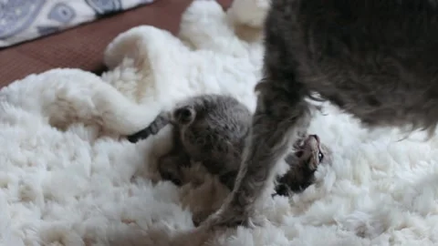 Dog playing with small kitten 库存影片 167347602