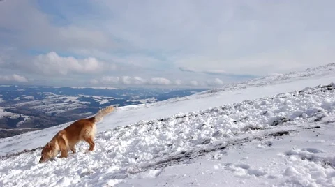 Dog Playing With a Snow Balls on the Top of the Mountain Stockbeeldmateriaal 61020053