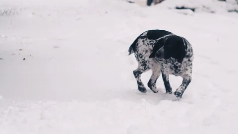 The dog is playing on the snow Video stock 87310075