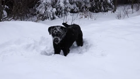Dog is playing in the snow Stock Footage 88324859