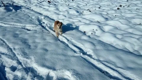 A dog is playing in the snow Stock Footage 162718843