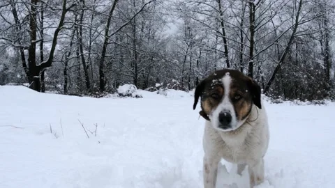 Dog playing in the snow Stock Footage 169056941